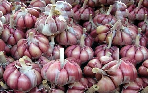 تصویر 2 از قیمت سیر قرمز صادراتی با کیفیت ارزان + خرید عمده